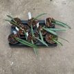 Hoya shepherdii (Inplanted)