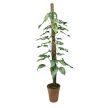 Monstera siltepecana kókuszkarón XXL (Inplanted)