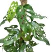 Monstera siltepecana kókuszkarón XXL (Inplanted)