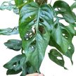 Monstera siltepecana kókuszkarón XXL (Inplanted)