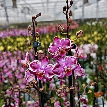 Phalaenopsis Younghome Kaleido >peloric<