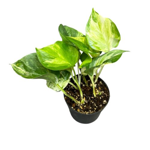 Epipremnum aureum 'Manjula' (Inplanted)