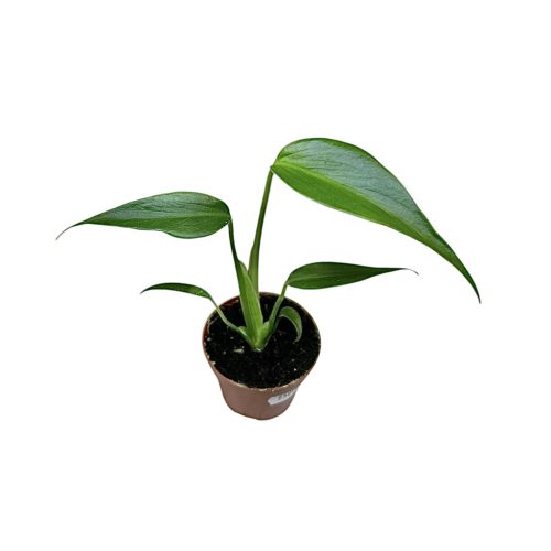 Monstera dilacerata 'Burle Marx Flame' (mini)