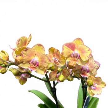 Phalaenopsis 'Limpopo' - Lepkeorchidea