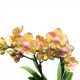 Phalaenopsis 'Limpopo' - Lepkeorchidea