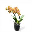 Phalaenopsis 'Limpopo' - Lepkeorchidea