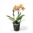 Phalaenopsis 'Limpopo' - Lepkeorchidea