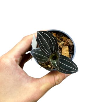 Ludisia discolor (Inplanted)