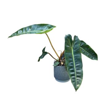 Philodendron billietiae