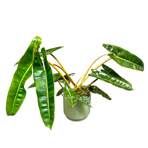 Philodendron billietiae