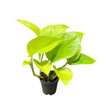 Epipremnum aureum 'Neon' (Inplanted) mini