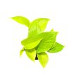 Epipremnum aureum 'Neon' (Inplanted) mini