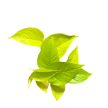 Epipremnum aureum 'Neon' (Inplanted) mini