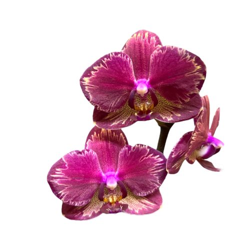 Phalaenopsis 'Miyo' (Exclusivo)
