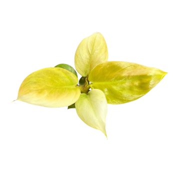 Philodendron melinonii 'Gold' (mini)