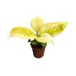 Philodendron melinonii 'Gold' (mini)