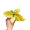 Philodendron melinonii 'Gold' (mini)