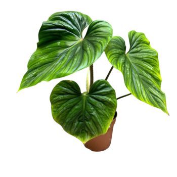 Philodendron plowmanii