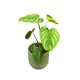 Philodendron plowmanii