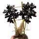 Catasetum 'Black' (illatos)