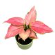 Aglaonema 'Pink Princess’ mini
