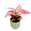 Aglaonema 'Pink Princess’ mini