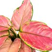 Aglaonema 'Pink Princess’ mini