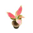 Aglaonema 'Pink Princess’ mini