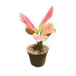 Aglaonema 'Pink Princess’ mini