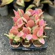 Aglaonema 'Pink Princess’ mini