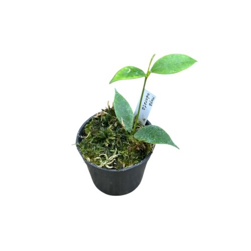 Hoya odorata (Inplanted)