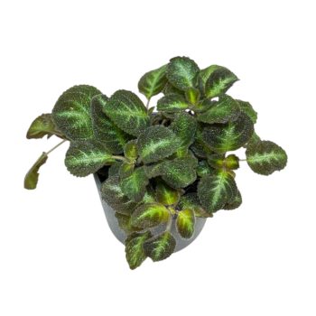 Episcia lilacina (Fehér virágú Árnyékcsuporka)