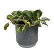 Episcia lilacina (Fehér virágú Árnyékcsuporka)