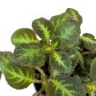 Episcia lilacina (Fehér virágú Árnyékcsuporka)