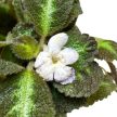 Episcia lilacina (Fehér virágú Árnyékcsuporka)