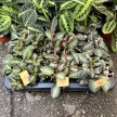 Episcia lilacina (Fehér virágú Árnyékcsuporka)