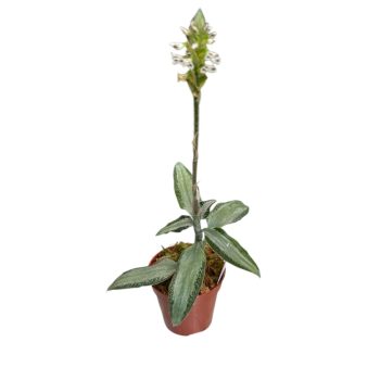 Aspidogyne argentea virágzó (Inplanted)