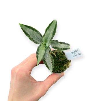 Aspidogyne argentea (Inplanted)