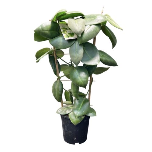 Hoya calycina 'Stargazer' (XL) - virágkocsányos - Viaszvirág