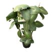Hoya calycina 'Stargazer' (XL) - virágkocsányos - Viaszvirág