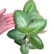 Hoya calycina 'Stargazer' (XL) - virágkocsányos - Viaszvirág