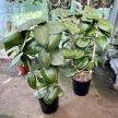 Hoya calycina 'Stargazer' (XL) - virágkocsányos - Viaszvirág