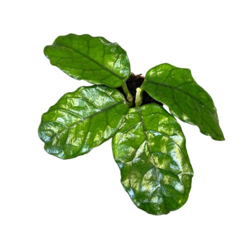 Hoya globulosa 'Cao Bằng' (Inplanted)