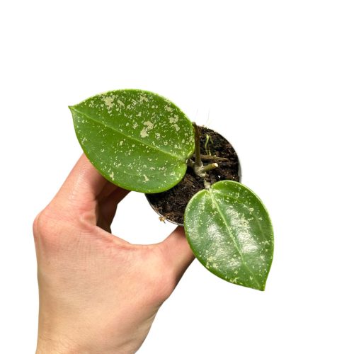 Hoya acuta 'EPC-997' (Inplanted)