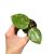 Hoya acuta 'EPC-997' (Inplanted)