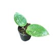 Hoya acuta 'EPC-997' (Inplanted)