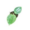 Hoya acuta 'EPC-997' (Inplanted)