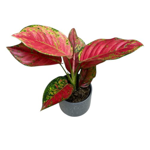 Aglaonema 'Ruby Love'