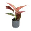 Aglaonema 'Ruby Love'