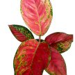 Aglaonema 'Ruby Love'